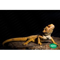 Pogona Citrus (Coloracion amarilla)